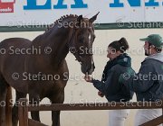 Appio Claudio TosTour2013- S5 3000 : Appio Claudio, Arezzo, Arezzo Equestrian Centre, Cavalli d'Italia, Toscana Tour 2013, foto di Stefano Secchi ©